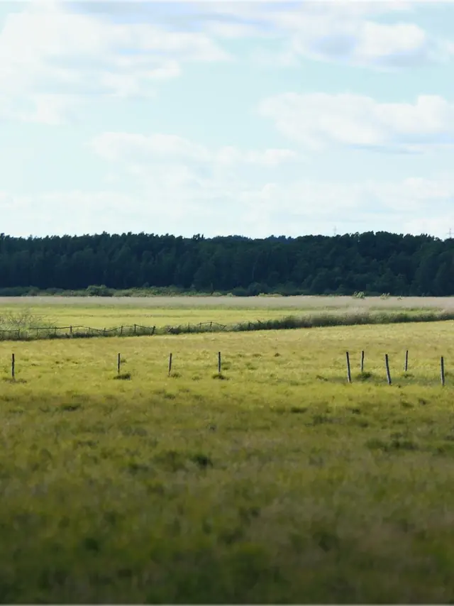 A fenced meadow running back to a tree line